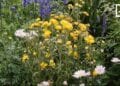 DECO – Bien choisir ses plantes et fleurs d&rsquo;intérieur et d&rsquo;extérieur