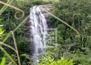 ENVIRONNEMENT – Madagascar reçoit un premier paiement de 8,8 millions de dollars de crédit carbone en récompense de la réduction de 1,76 million de tonnes de ses émissions de carbone en 2020