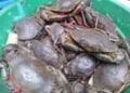 PÊCHE – 2,791 milliards d’ariary de redevances pour la filière crabe en 2023 selon le ministère de la Pêche et de l’économie bleue