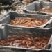 PRODUITS DE RENTE – La valeur des exportations de crevettes et d’autres produits de la pêche en hausse