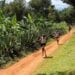 ATHLÉTISME – Jean-Claude Rakotonirina representera Madagascar au Mondial de cross country à Belgrade