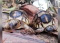 CONSERVATION – Sensibiliser sur la valeur culturelle des tortues pour lutter contre les trafics