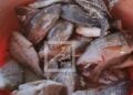 La consommation de poissons autour de cinq kilos par personne par an pour Madagascar