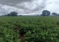 AGRICULTURE – La région Androy s’attend à de meilleures récoltes cette année
