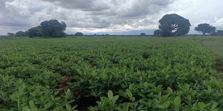 AGRICULTURE – La région Androy s&rsquo;attend à de meilleures récoltes cette année