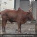 DR FRANCE RANAIVOSOLOFO : « L’inspection des animaux à abattre doit être effectuée par des professionnels formés »