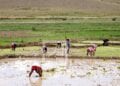 RIZICULTURE – Moins de 10% des ménages agricoles à Madagascar utilisent des machines agricoles