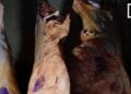 CONSOMMATION – Derrière les murs des abattoirs, de la viande pas toujours saine