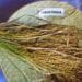 AGRICULTURE – La nouvelle variété de riz « mavitrika » peut produire jusqu’à 4,5 tonnes/ha