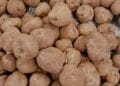 MADAGASCAR – 250 000 tonnes de pommes de terre produites annuellement