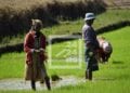 AGRICULTURE – Madagascar table sur une augmentation de 10,6% de sa production rizicole