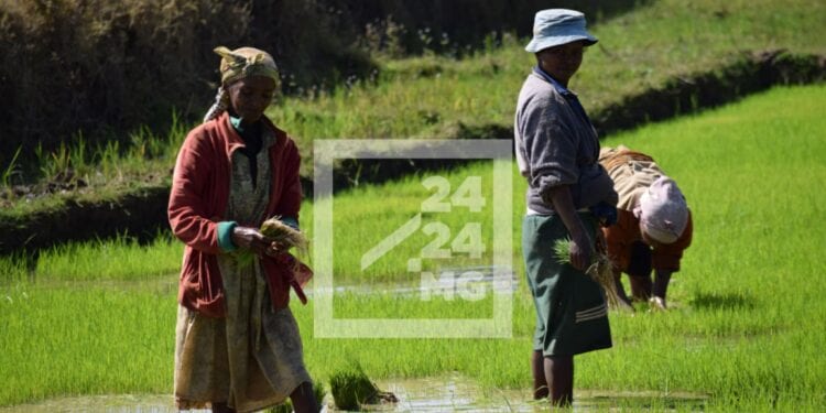 AGRICULTURE – Madagascar table sur une augmentation de 10,6% de sa production rizicole