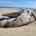 ENVIRONNEMENT – Un cadavre de baleine découvert sur la plage de Kimony à Morondava