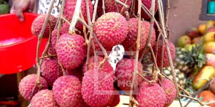 PRODUIT DE RENTE – 16 860,3 tonnes de litchis exportés pour une valeur FOB de 54,384 milliards d’ariary en 2023