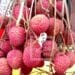 PRODUIT DE RENTE – 16 860,3 tonnes de litchis exportés pour une valeur FOB de 54,384 milliards d’ariary en 2023