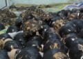 TRAFIC – 400 tortues annoncées comme en provenance de Madagascar interceptées aux Comores