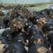 TRAFIC – 400 tortues annoncées comme en provenance de Madagascar interceptées aux Comores