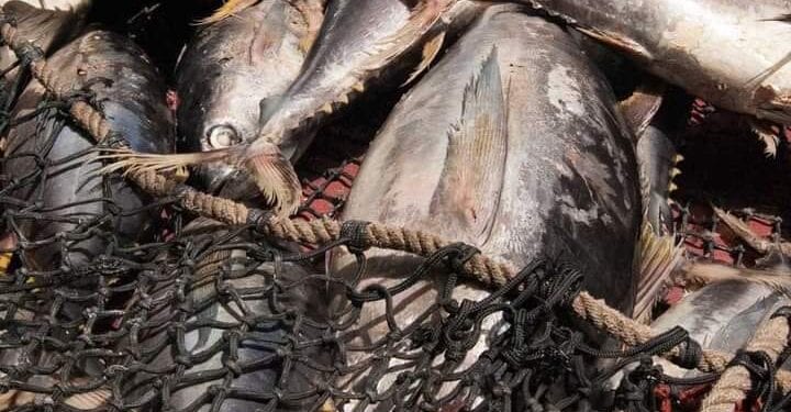 RESSOURCES HALIEUTIQUES – Licences de pêche industrielle aux thons délivrées à 41 navires européens pour la campagne 2024