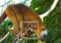 TERMINOLOGIE – Le professeur Jonah Ratsimbazafy dénonce la traduction malgache de la variole du singe en “nendran’ny gidro”