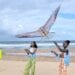 TOURISME – Le « beach kite » pour faire de Foulpointe une destination phare pour les amoureux de cerf-volant
