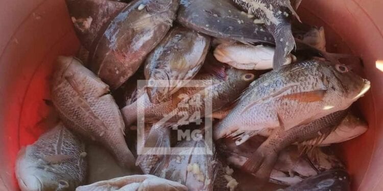 CONSOMMATION – 307 000 tonnes de besoin annuel en poissons