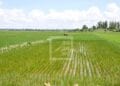AGRICULTURE – Madagascar ambitionne de devenir le grenier à riz de toute l&rsquo;Afrique