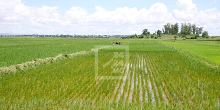 AGRICULTURE – Madagascar ambitionne de devenir le grenier à riz de toute l&rsquo;Afrique