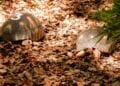PARC BOTANIQUE – Douze individus soupçonnés d’implication dans la disparition des tortues de Tsimbazaza placés en détention préventive