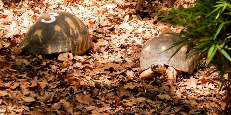 PARC BOTANIQUE – Douze individus soupçonnés d’implication dans la disparition des tortues de Tsimbazaza placés en détention préventive