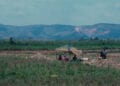 AGRICULTURE – Le manque d’eau menace les récoltes dans l’Alaotra