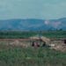 AGRICULTURE – Le manque d’eau menace les récoltes dans l’Alaotra