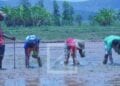 AGRICULTURE – La campagne agricole menacée par le manque de pluie dans l’Alaotra