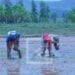 AGRICULTURE – La campagne agricole menacée par le manque de pluie dans l’Alaotra