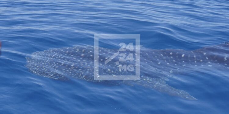 TOURISME – Les passionnés de faune marine attendu à Nosy Be durant le festival Marokintana