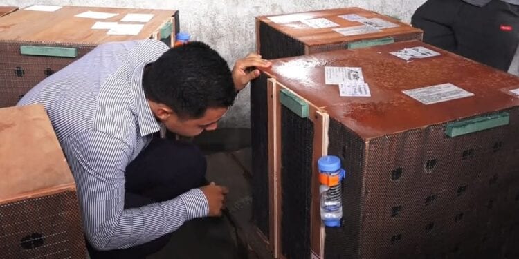 ENVIRONNEMENT – 16 lémuriens sur les 48 saisis en Thaïlande de retour à Madagascar ce dimanche