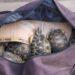 La gendarmerie annonce l’interpellation d’un élu et de ses collaborateurs soupçonnés de transport de tortues