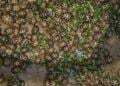 BIODIVERSITE – Un étranger arrêté à Mahajanga pour tentative d’exportation de 800 tortues radiata