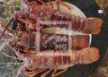 PÊCHE – Clôture de la saison des langoustes jusqu’au 31 mars dans cinq régions du Sud de Madagascar