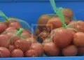 COMMERCE – Hausse de 106% des importations des produits à base de tomate