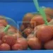 COMMERCE – Hausse de 106% des importations des produits à base de tomate