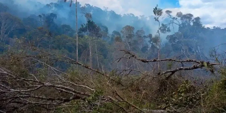 ENVIRONNEMENT – Le ministère de l’environnement rapporte l’arrestation de 11 personnes soupçonnées d’être à l’origine des feux de brousse et de forêt