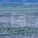 AGRICULTURE – Les autorités lancent le projet « taninketsa iombonana » pour sauver la campagne agricole 2025 dans l’Alaotra