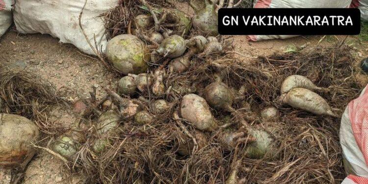 TRAFIC – 15 sacs de baobabs nains saisis par la gendarmerie à Antsirabe