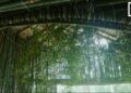 ARCHITECTURE – Le pavillon de thé de Sandrine Raveloson, un sanctuaire pour revenir à soi