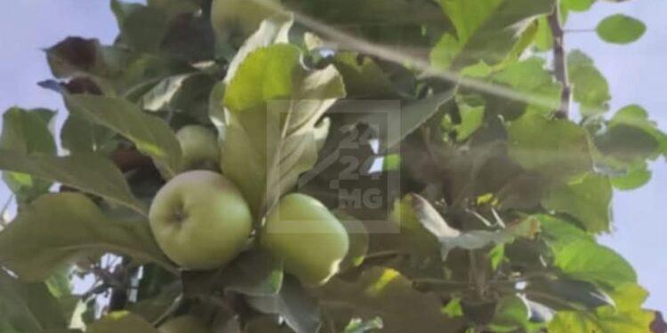 CULTURE FRUITIERE – Une production annuelle de 35 000 tonnes de pommes pour Vakinankaratra