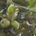 CULTURE FRUITIERE – Une production annuelle de 35 000 tonnes de pommes pour Vakinankaratra