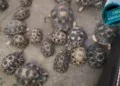 TRAFIC – Un suspect interpellé par la gendarmerie avec 456 tortues à Mahajanga