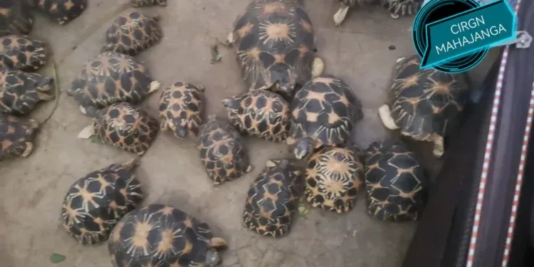 TRAFIC – Un suspect interpellé par la gendarmerie avec 456 tortues à Mahajanga