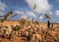 LUTTE ANTI-ACRIDIENNE – 2 000 hectares pulvérisés de pesticides à Amboasary Sud dans le cadre de la lutte anti-acridienne