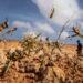 LUTTE ANTI-ACRIDIENNE – 2 000 hectares pulvérisés de pesticides à Amboasary Sud dans le cadre de la lutte anti-acridienne